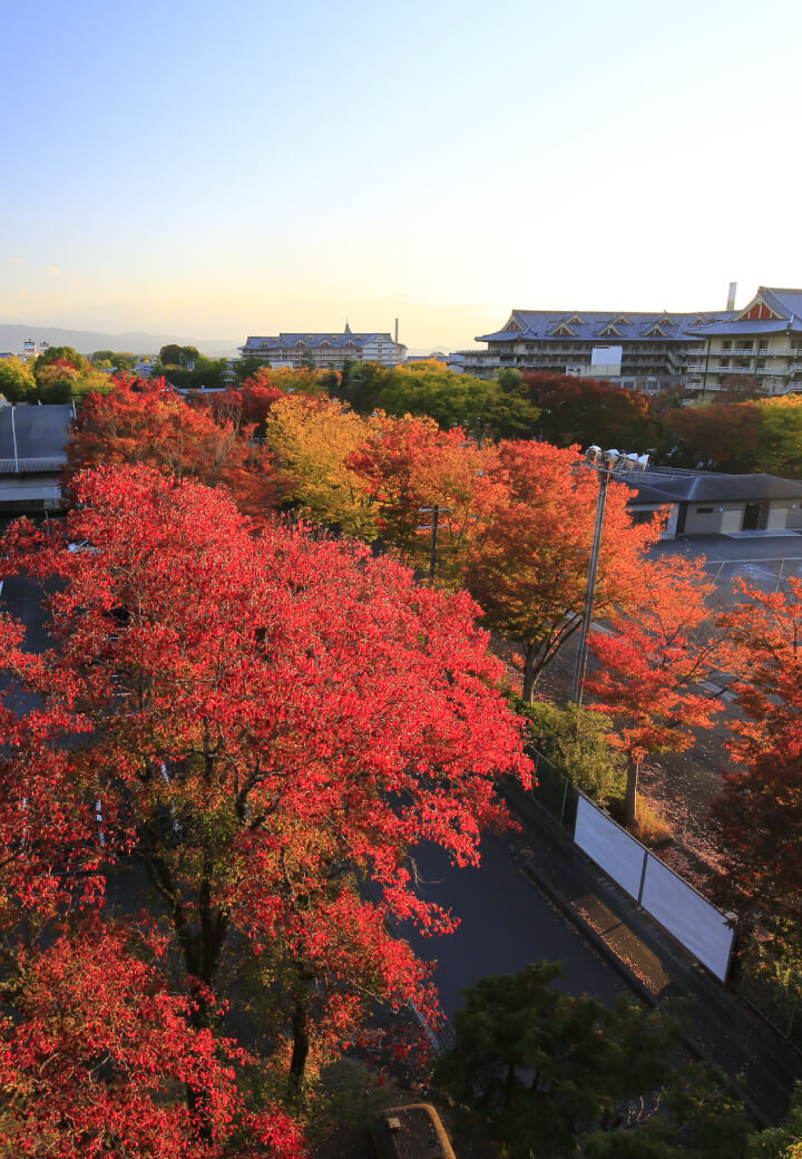 神殿北側・豊田山墓地へ<br>深紅のケヤキ